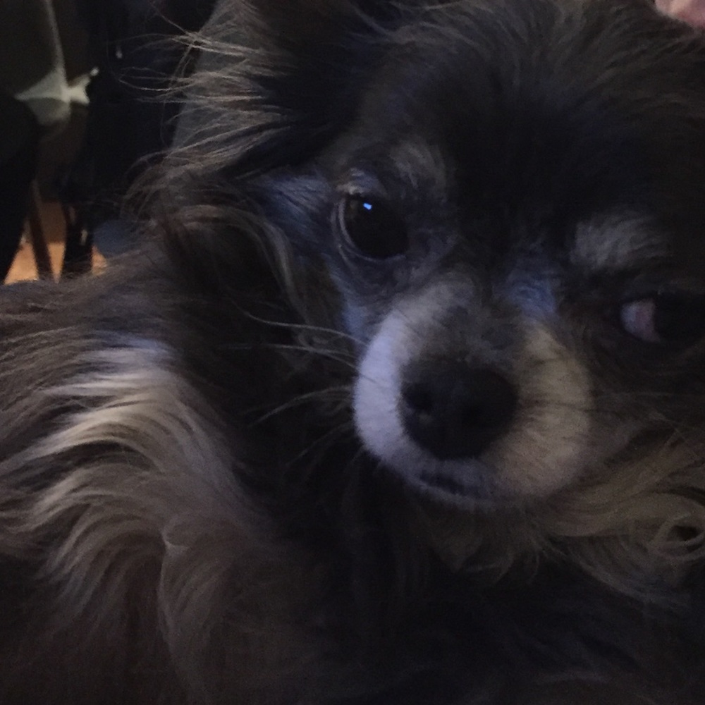 Meet your Posher, Coco